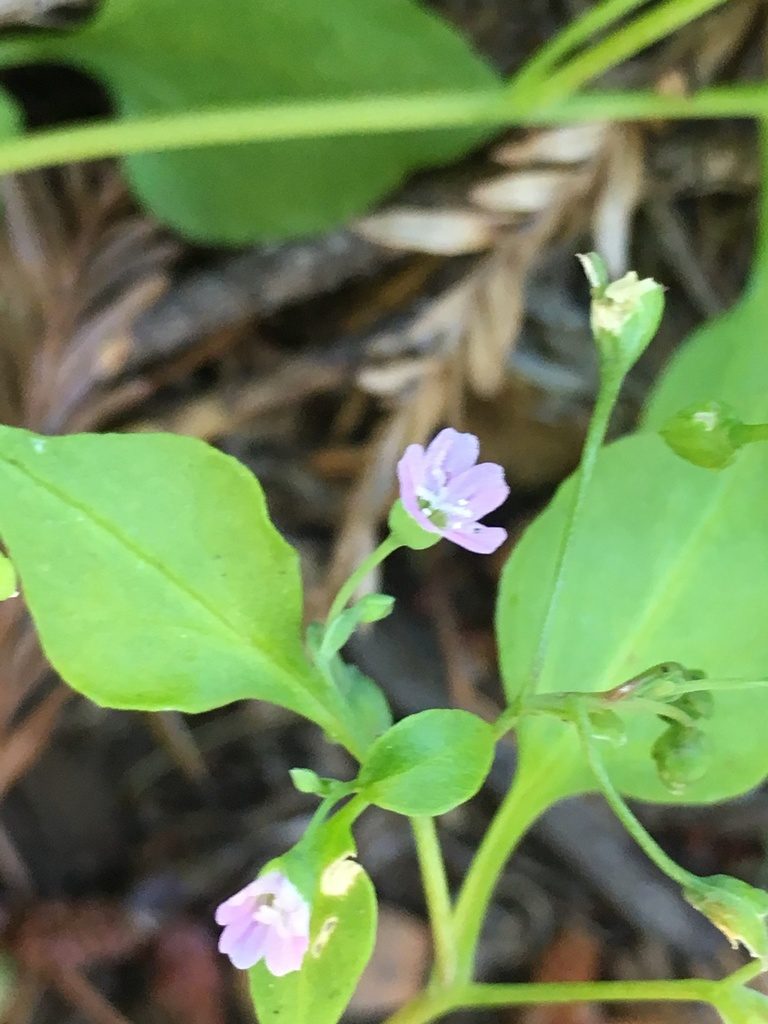 Montia diffusa, photographed by Matt Berger