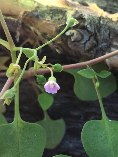 Montia diffusa, photographed by Matt Berger