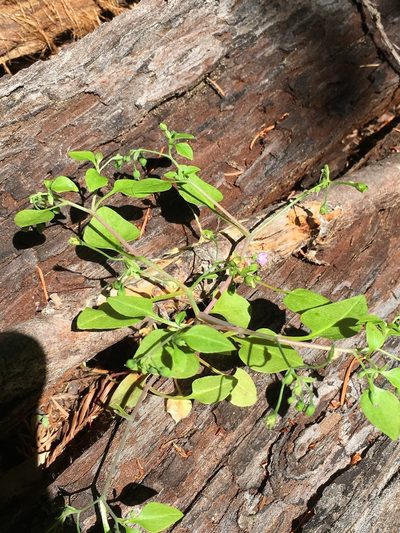 Montia diffusa, photographed by Matt Berger