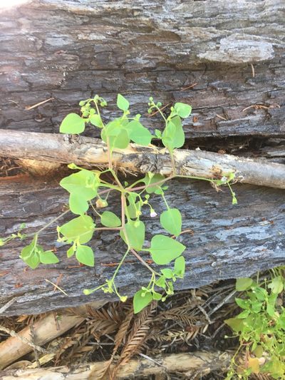 Montia diffusa, photographed by Matt Berger
