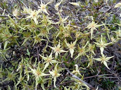 Clematis marata, photographed by John Barkla
