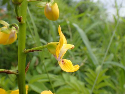 Eulophia speciosa, photographed by Mahomed Desai