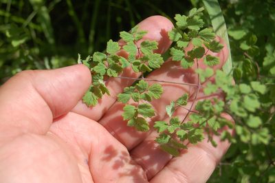 Thalictrum foetidum, photographed by Alexander Dubynin