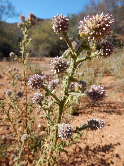 Pterocaulon sphacelatum, photographed by Steve Doyle