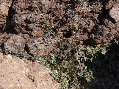 Schistophragma polystachyum, photographed by Jim Morefield