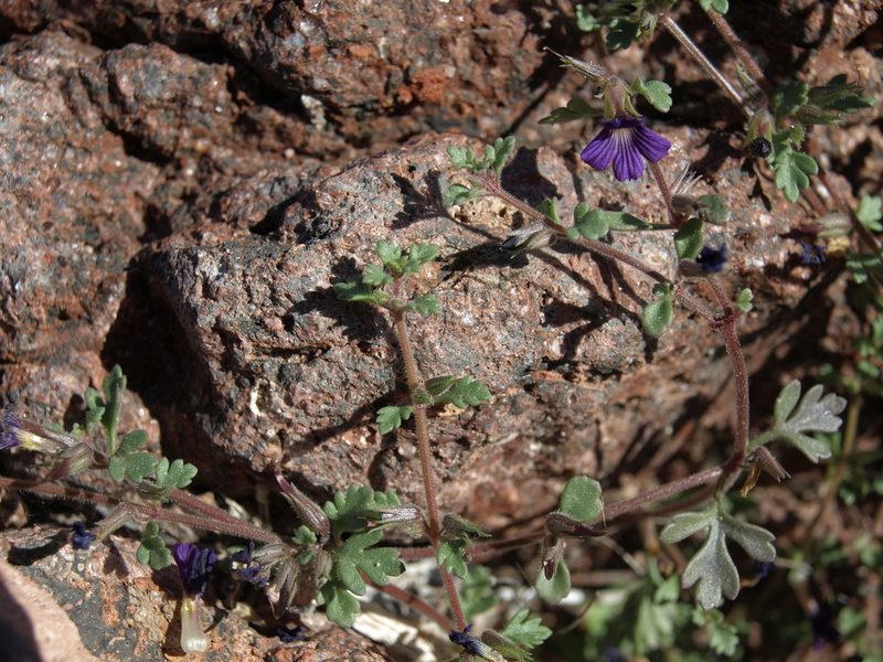 Schistophragma polystachyum, photographed by Jim Morefield