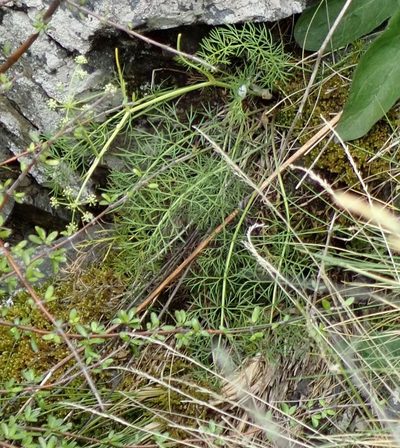 Anisotome brevistylis, photographed by John Steel