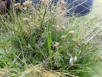 Lepidium sisymbrioides, photographed by John Steel