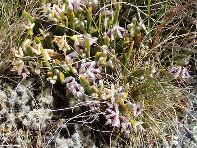 Carmichaelia vexillata, photographed by John Steel