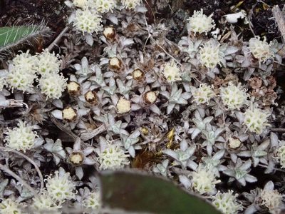 Raoulia beauverdii, photographed by John Steel