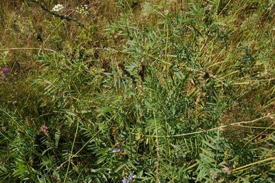 Onobrychis arenaria, photographed by Alexander Dubynin