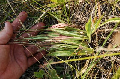 Pilosella novosibirskensis, photographed by Alexander Dubynin