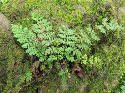 Aleuritopteris chusana, photographed by chiuluan