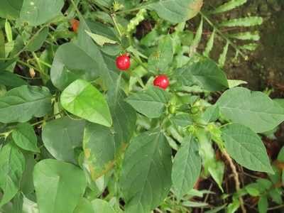 Lycianthes biflora, photographed by chiuluan