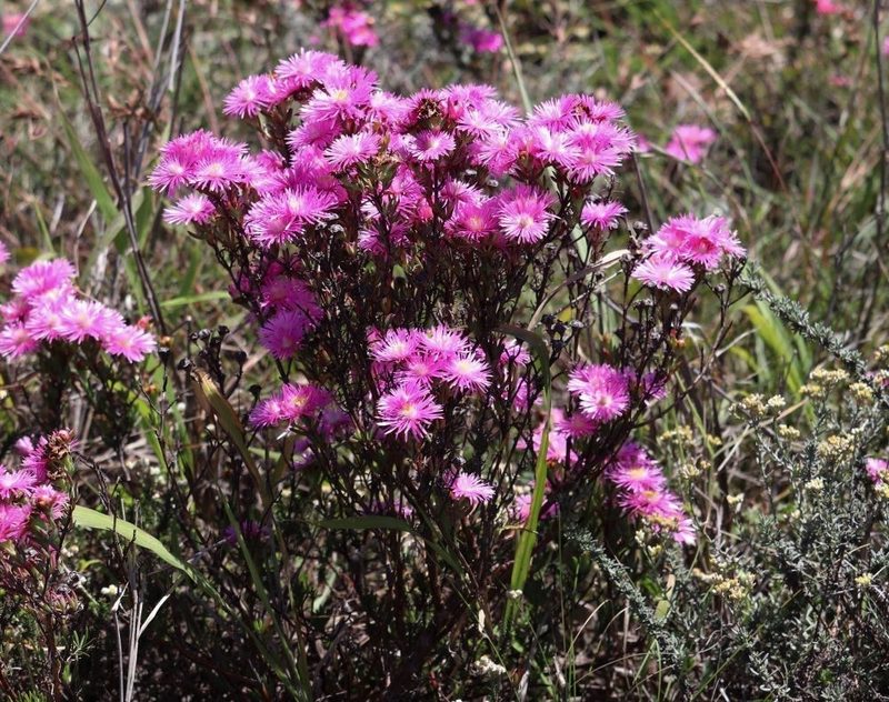 Lampranthus mutans, photographed by Dave Brown