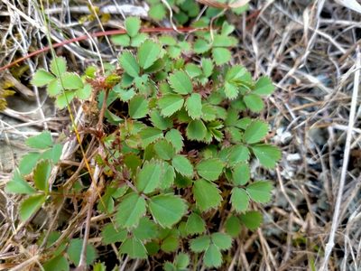 Acaena dumicola, photographed by John Barkla