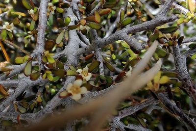 Pittosporum anomalum, photographed by Duncan Cunningham
