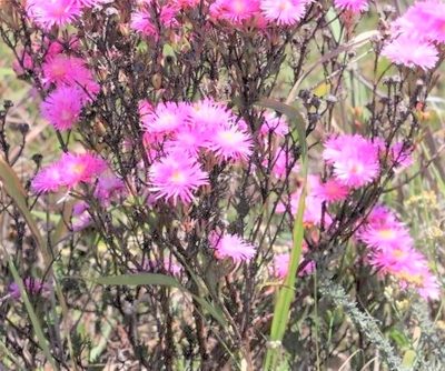 Lampranthus mutans, photographed by Dave Brown