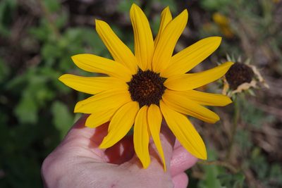 Helianthus praecox, photographed by Michelle W. （鍾偉瑋）