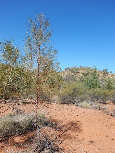 Codonocarpus pyramidalis, photographed by Steve Doyle