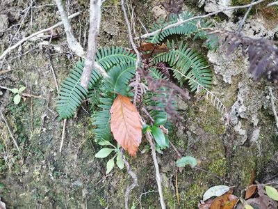 Spicantopsis niponica, photographed by harum.koh