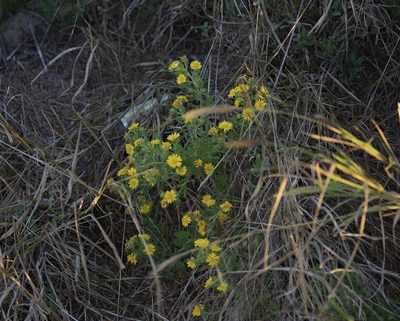 Rayjacksonia phyllocephala, photographed by Michelle W. （鍾偉瑋）