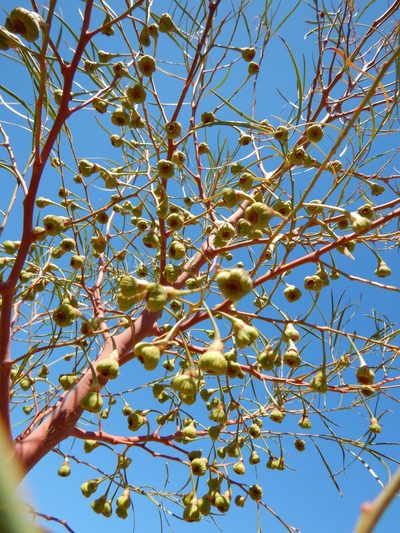 Codonocarpus pyramidalis, photographed by Steve Doyle