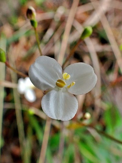 Libertia mooreae, photographed by Duncan Cunningham