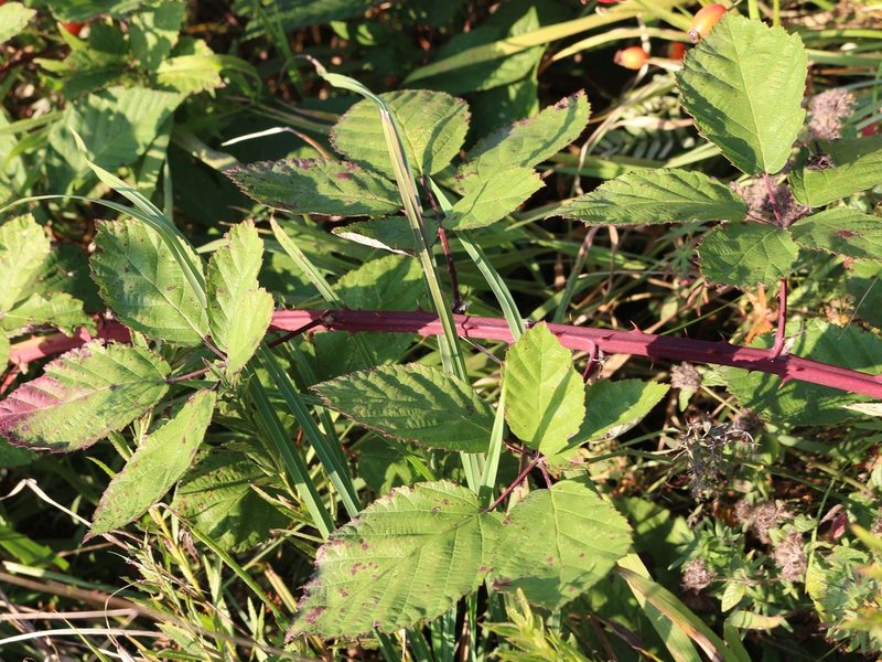 Rubus ibericus, photographed by Юрий Данилевский (Yuriy Danilevsky)