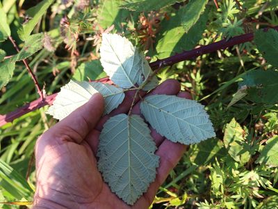 Rubus ibericus, photographed by Юрий Данилевский (Yuriy Danilevsky)