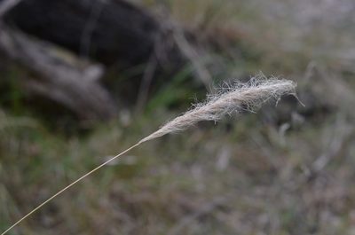 Dichelachne crinita, photographed by Nina Kerr