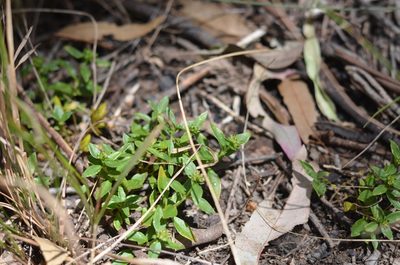 Opercularia ovata, photographed by Nina Kerr
