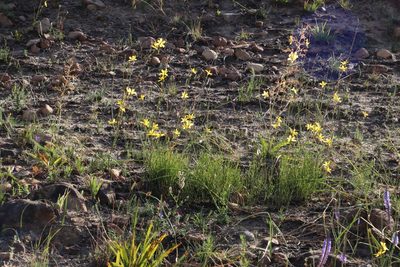 Moraea lewisiae, photographed by Tony Rebelo