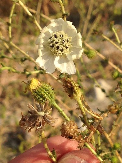 Blepharizonia laxa, photographed by Ken-ichi Ueda