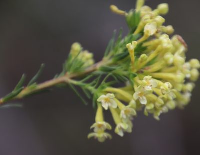 Gnidia squarrosa, photographed by Tony Rebelo