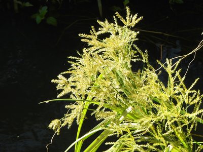 Cyperus exaltatus, photographed by Greg Tasney