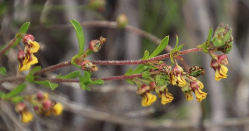 Hermannia joubertiana, photographed by Tony Rebelo