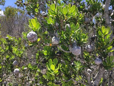 Leucadendron muirii, photographed by Caroline Voget