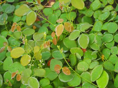 Desmodium scorpiurus, photographed by 葉子