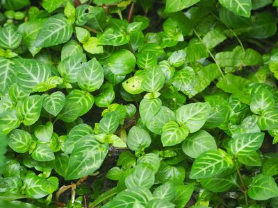 Lepidagathis inaequalis, photographed by 葉子