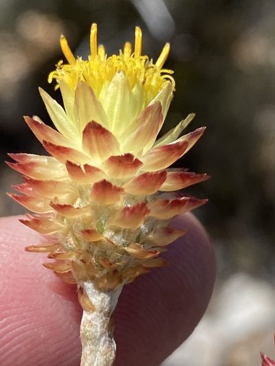 Syncarpha virgata, photographed by Dave U