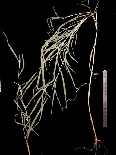 Muhlenbergia frondosa, photographed by Étienne Léveillé-Bourret