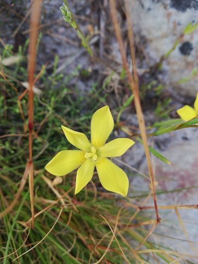 Moraea elsiae, photographed by Nadine Van Zyl