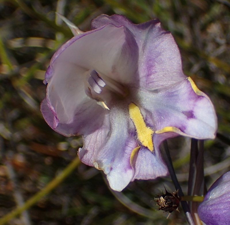 Gladiolus patersoniae, photographed by Nicola van Berkel