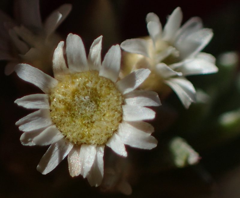 Gnaphalium capense, photographed by Nicola van Berkel