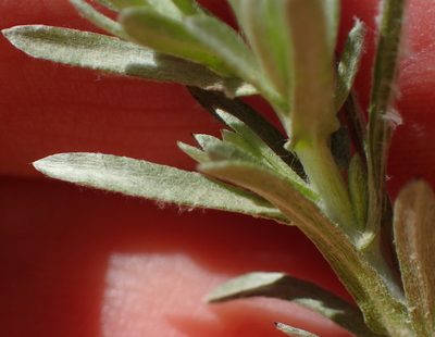 Gnaphalium capense, photographed by Nicola van Berkel