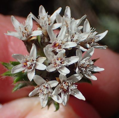 Metalasia strictifolia, photographed by Nicola van Berkel