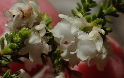Erica fimbriata, photographed by Nicola van Berkel
