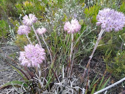 Dilatris corymbosa, photographed by De Waal Hugo