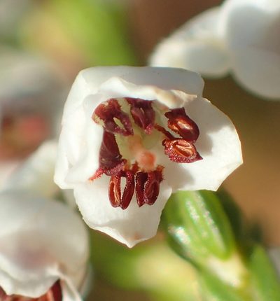 Erica pseudocalycina, photographed by Nicola van Berkel